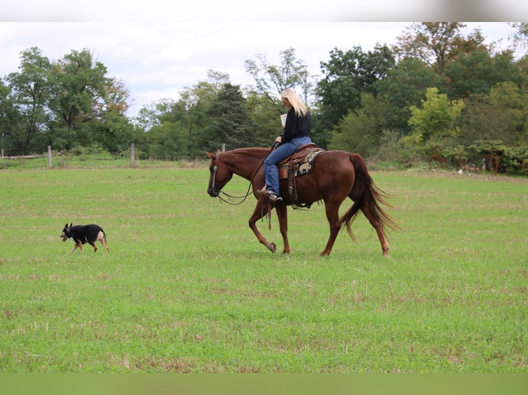 Quarter horse américain Jument 4 Ans Alezan brûlé in Jonestown
