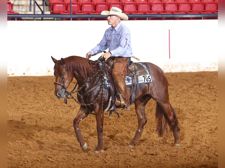 Quarter horse américain Jument 4 Ans Alezan cuivré in Waco