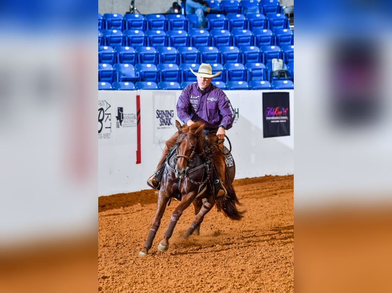 Quarter horse américain Jument 4 Ans Alezan cuivré in Waco