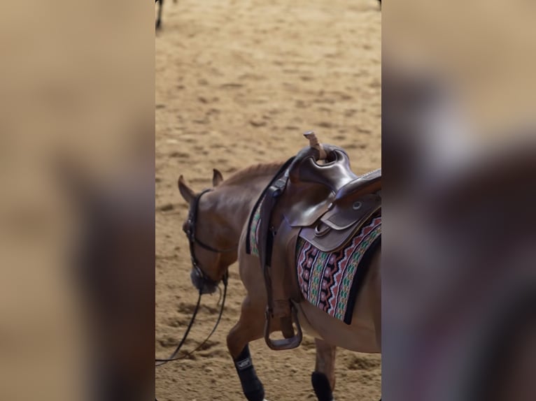 Quarter horse américain Jument 4 Ans Alezan dun in Arnbruck