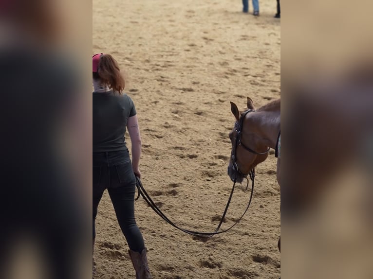 Quarter horse américain Jument 4 Ans Alezan dun in Arnbruck