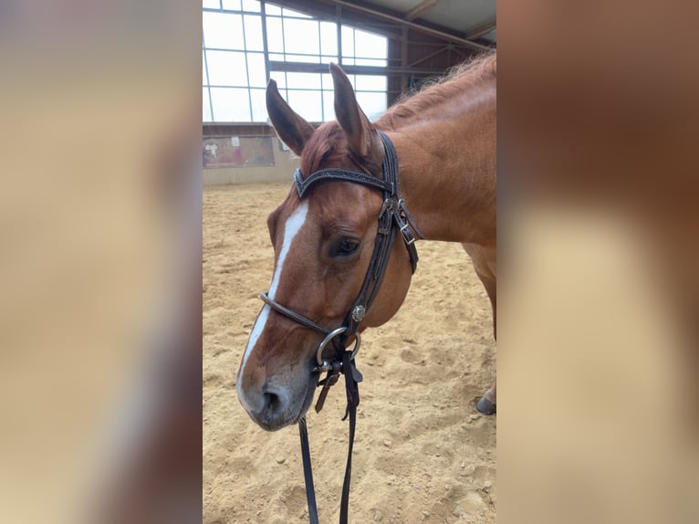 Quarter horse américain Jument 4 Ans Alezan dun in Arnbruck