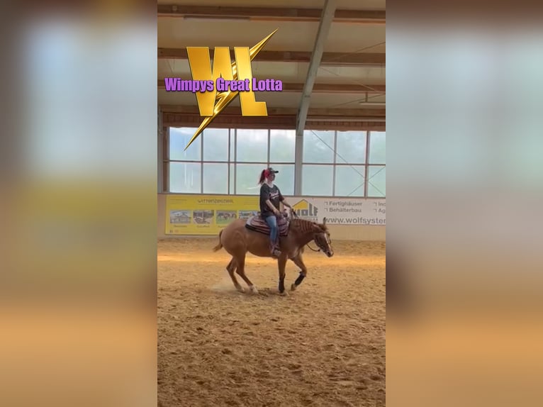 Quarter horse américain Jument 4 Ans Alezan dun in Arnbruck