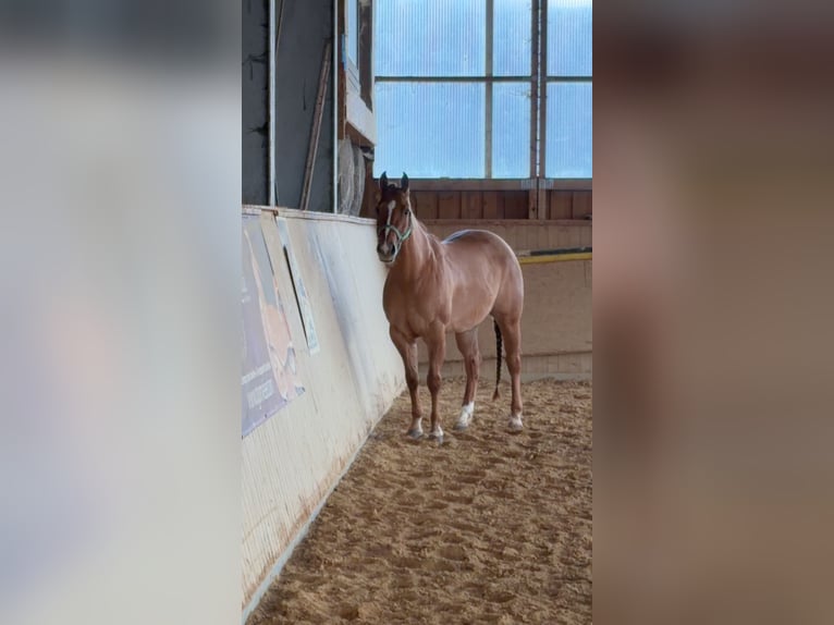 Quarter horse américain Jument 4 Ans Alezan dun in Arnbruck