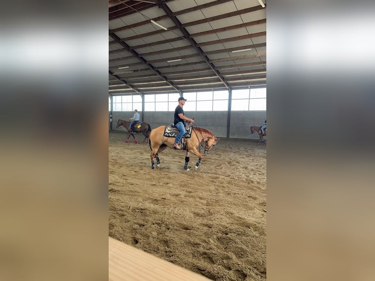 Quarter horse américain Jument 4 Ans Alezan dun in Schoondijke