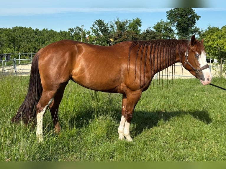 Quarter horse américain Jument 4 Ans Alezan in Gerbo