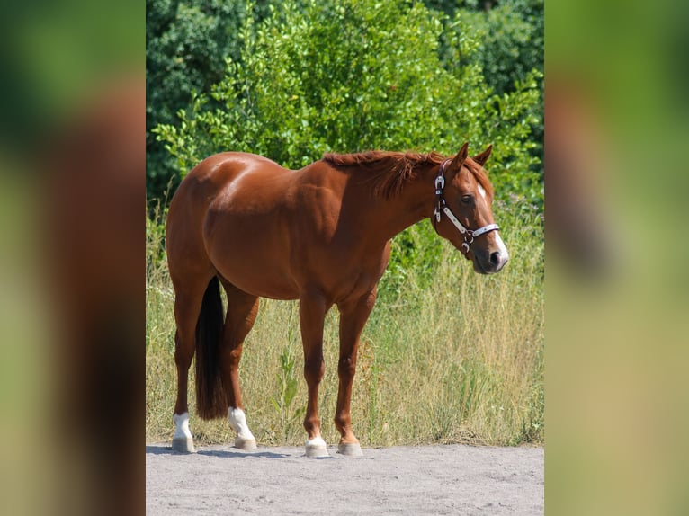 Quarter horse américain Jument 4 Ans Alezan in Alterkülz
