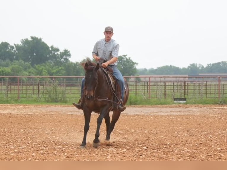 Quarter horse américain Jument 4 Ans Bai cerise in Dublin