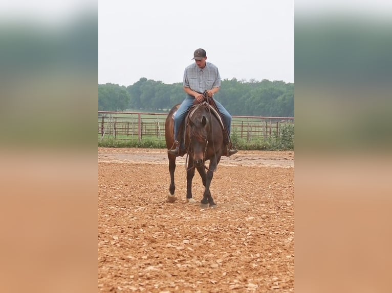Quarter horse américain Jument 4 Ans Bai cerise in Dublin