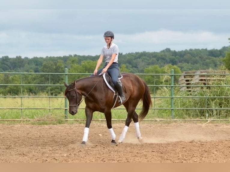 Quarter horse américain Jument 4 Ans Bai cerise in Dublin