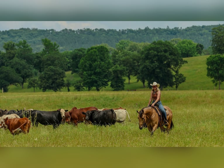 Quarter horse américain Jument 4 Ans Buckskin in Quitman