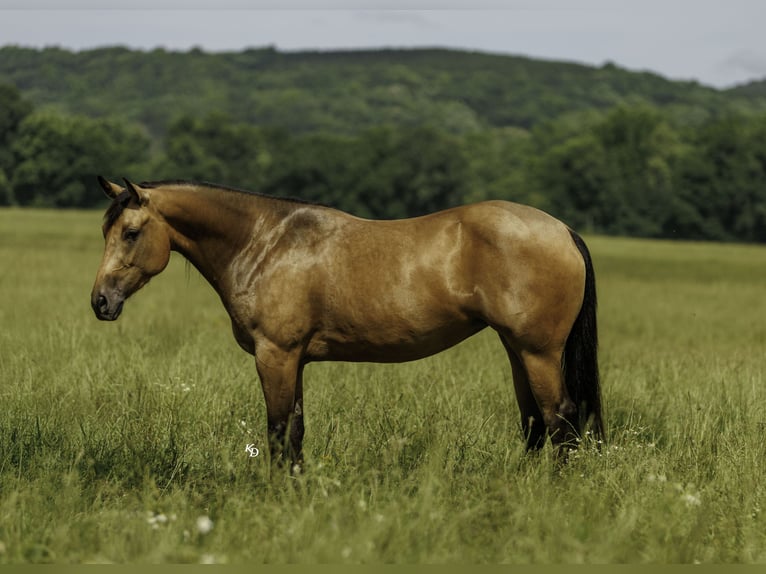 Quarter horse américain Jument 4 Ans Buckskin in Quitman