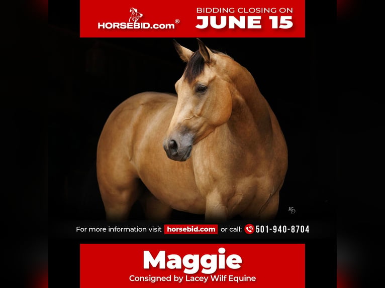 Quarter horse américain Jument 4 Ans Buckskin in Quitman