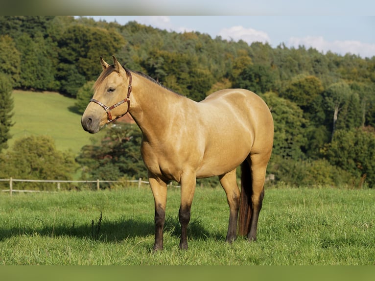 Quarter horse américain Jument 4 Ans Buckskin in Erbach