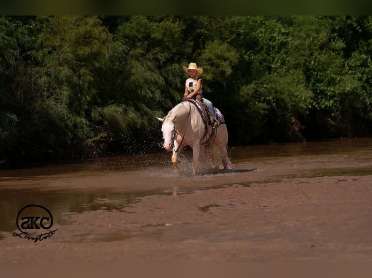 Quarter horse américain Jument 4 Ans Cremello in Canyon