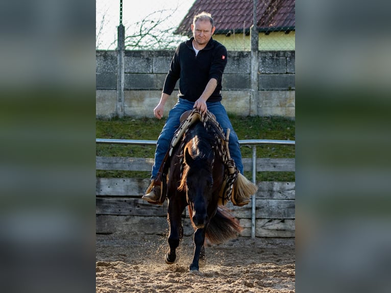 Quarter horse américain Jument 4 Ans Noir in Ehingen