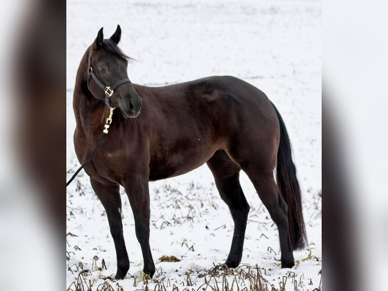 Quarter horse américain Jument 4 Ans Noir in Ehingen