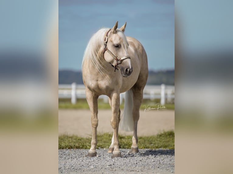 Quarter horse américain Jument 4 Ans Palomino in Moosthenning