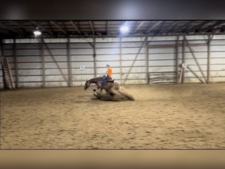 Quarter horse américain Jument 4 Ans Palomino in Knox IN