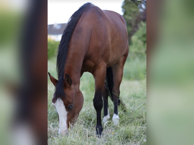 Quarter horse américain Jument 4 Ans  in Salzgitter Groß Mahner