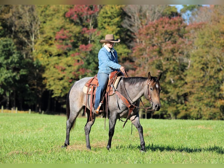Quarter horse américain Jument 4 Ans Roan-Bay in Clarion