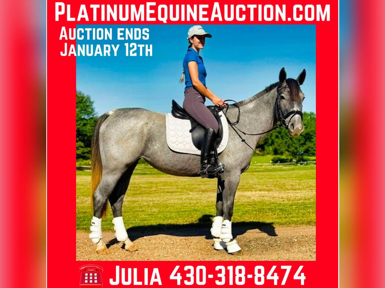 Quarter horse américain Jument 4 Ans Rouan Bleu in Texarkana TX