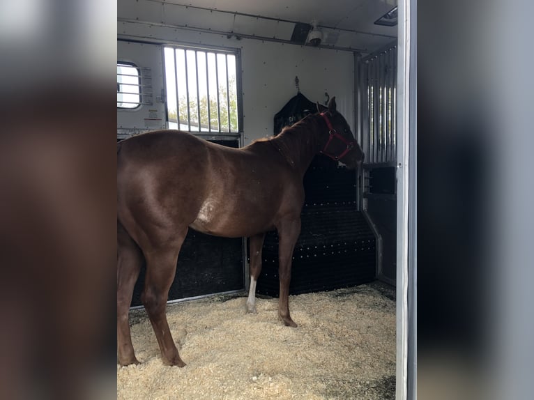 Quarter horse américain Jument 5 Ans 142 cm Alezan brûlé in Lexington, Kentucky