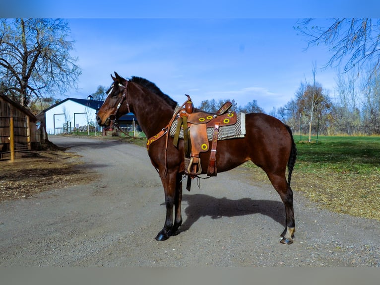 Quarter horse américain Jument 5 Ans 142 cm Bai cerise in Fort Collins