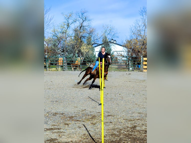 Quarter horse américain Jument 5 Ans 142 cm Bai cerise in Fort Collins