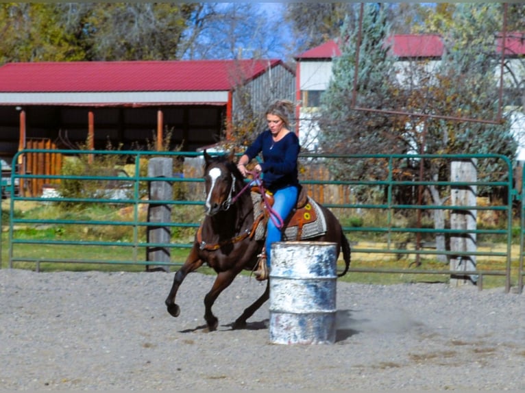 Quarter horse américain Jument 5 Ans 142 cm Bai cerise in Fort Collins