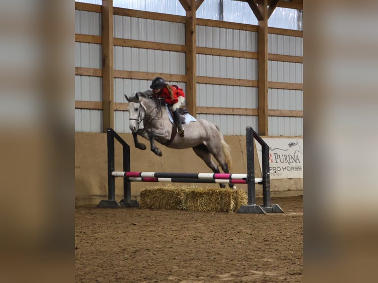 Quarter horse américain Croisé Jument 5 Ans 142 cm Gris pommelé in Howell, MI