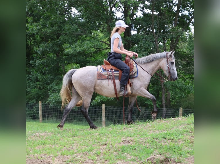 Quarter horse américain Croisé Jument 5 Ans 142 cm Gris pommelé in Howell, MI