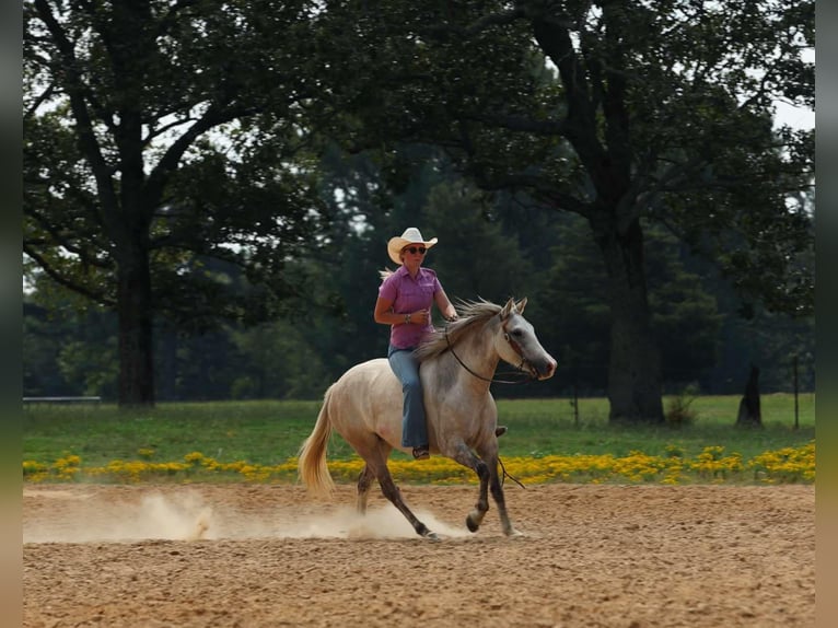 Quarter horse américain Jument 5 Ans 142 cm Gris pommelé in Quitman AR