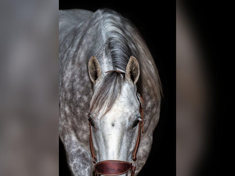 Quarter horse américain Jument 5 Ans 142 cm Gris in Argyle