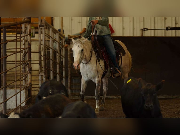Quarter horse américain Jument 5 Ans 142 cm Gris in Quitman