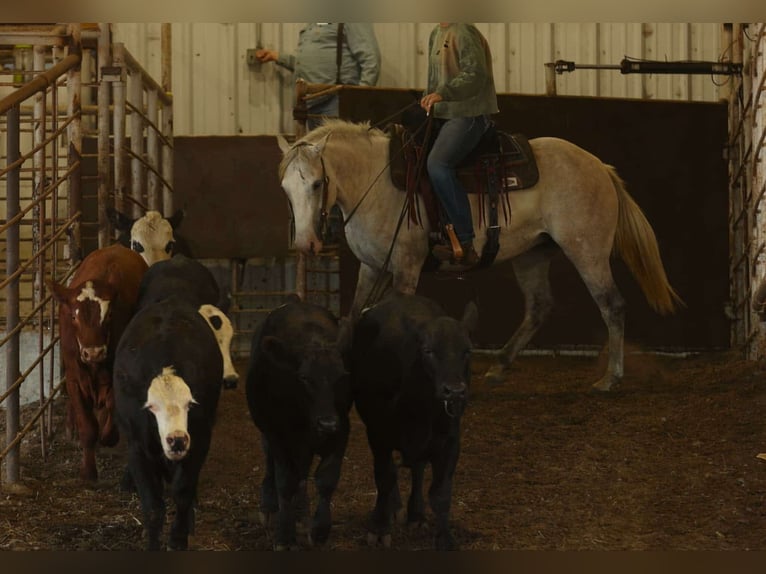 Quarter horse américain Jument 5 Ans 142 cm Gris in Quitman