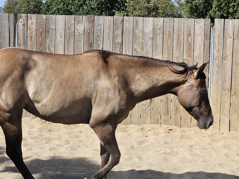 Quarter horse américain Jument 5 Ans 142 cm Grullo in Montgaillard