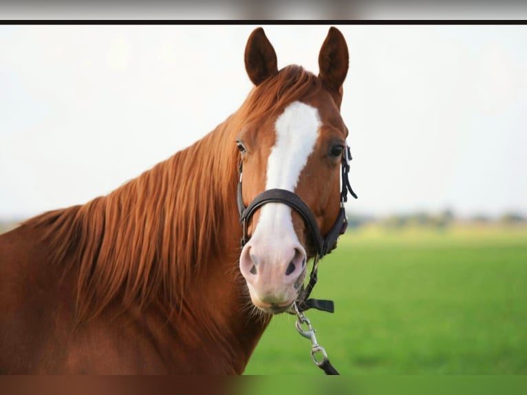 Quarter horse américain Jument 5 Ans 144 cm Alezan in Markranstädt