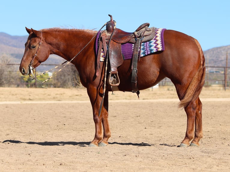 Quarter horse américain Jument 5 Ans 145 cm Alezan cuivré in Dewey, AZ