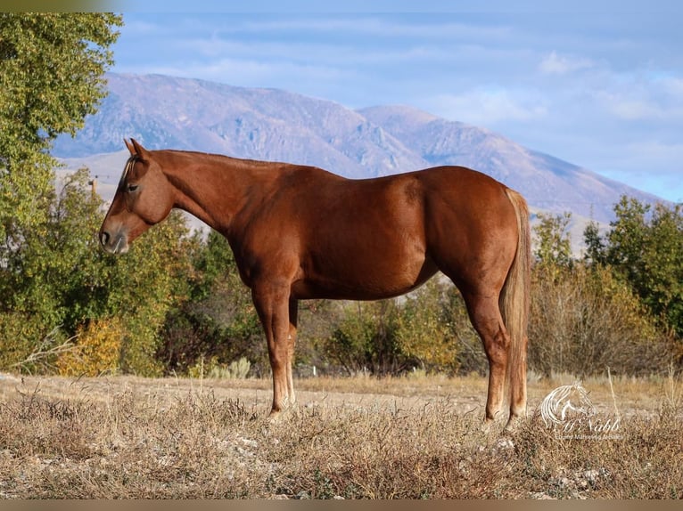 Quarter horse américain Jument 5 Ans 145 cm Alezan cuivré in Cody, WY