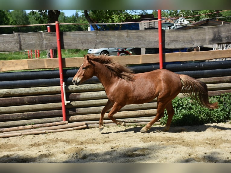 Quarter horse américain Jument 5 Ans 145 cm Alezan in Landau an der Isar