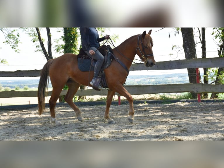 Quarter horse américain Jument 5 Ans 145 cm Alezan in Landau an der Isar