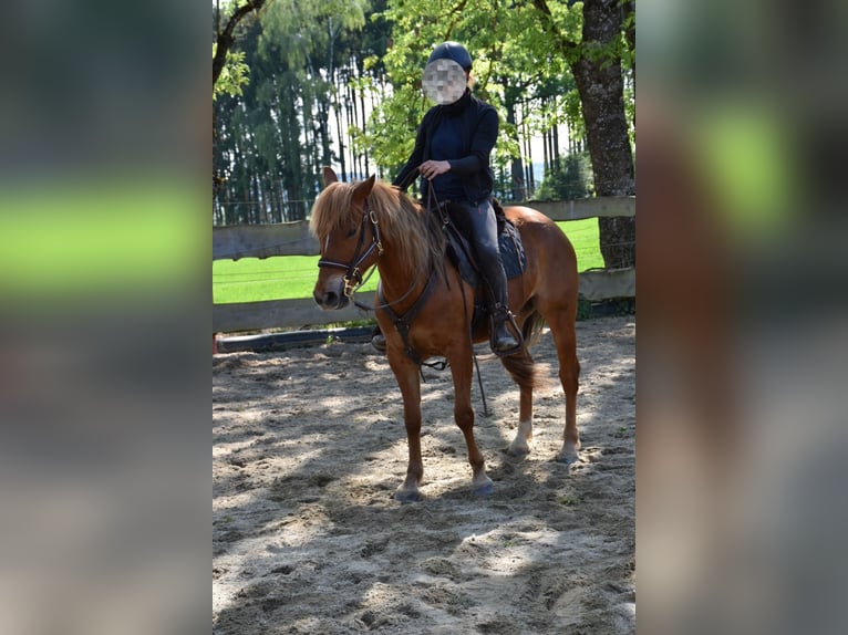 Quarter horse américain Jument 5 Ans 145 cm Alezan in Landau an der Isar