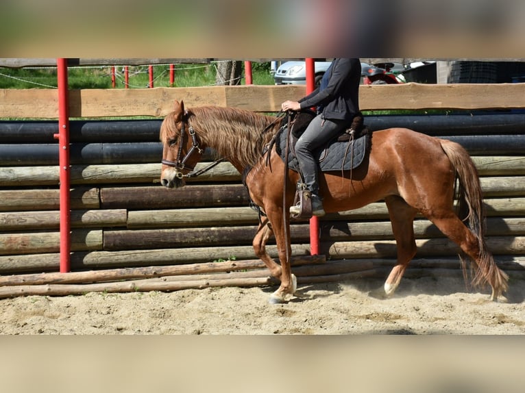 Quarter horse américain Jument 5 Ans 145 cm Alezan in Landau an der Isar