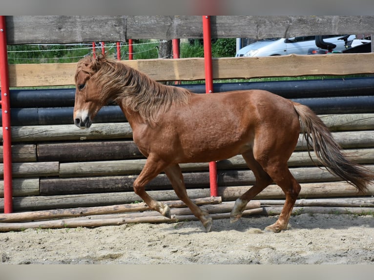 Quarter horse américain Jument 5 Ans 145 cm Alezan in Landau an der Isar