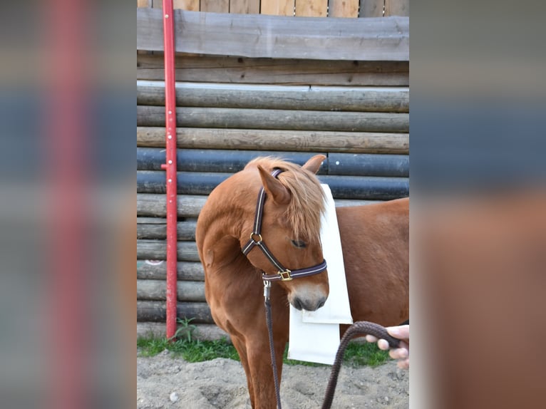 Quarter horse américain Jument 5 Ans 145 cm Alezan in Landau an der Isar