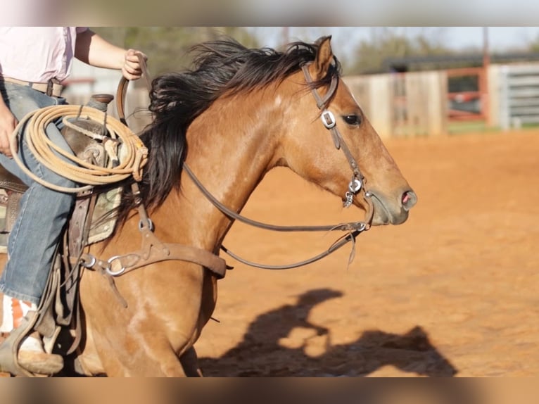 Quarter horse américain Croisé Jument 5 Ans 145 cm Isabelle in Whitesboro, TX