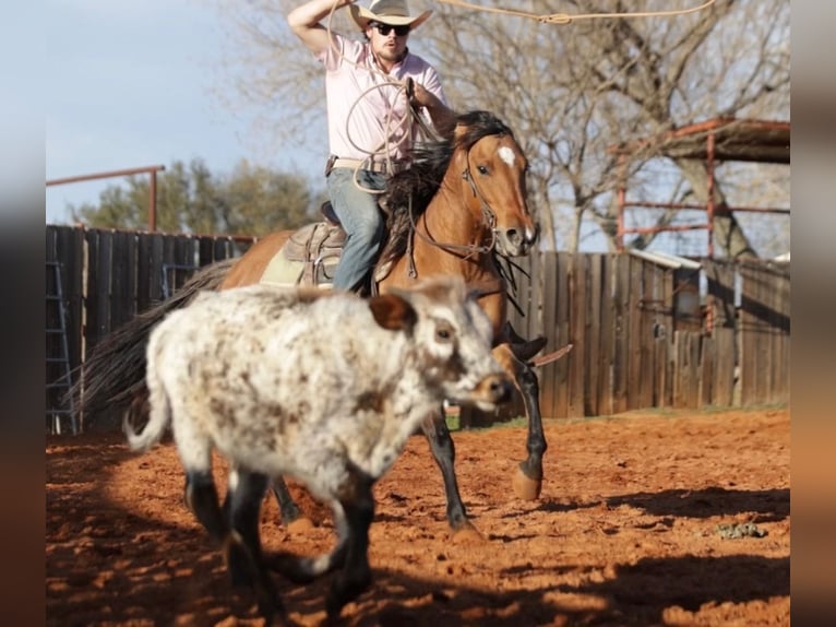 Quarter horse américain Croisé Jument 5 Ans 145 cm Isabelle in Whitesboro, TX