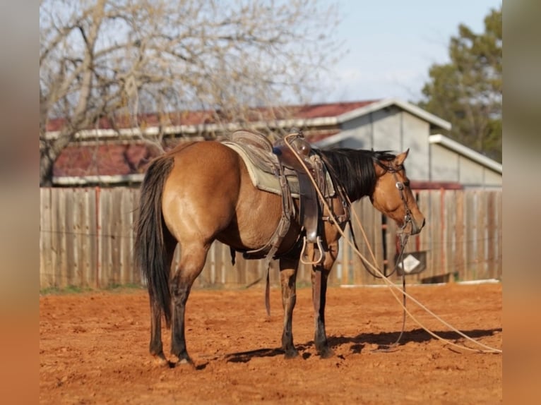 Quarter horse américain Croisé Jument 5 Ans 145 cm Isabelle in Whitesboro, TX