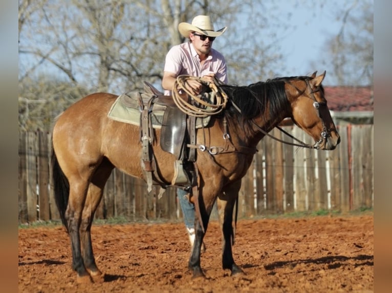 Quarter horse américain Croisé Jument 5 Ans 145 cm Isabelle in Whitesboro, TX